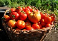 Kā no viena tomātu krūma savākt 2 spaiņus tomātu? Vienkārši padomi
